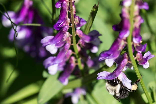 Close-up van een bij op paarse bloemen