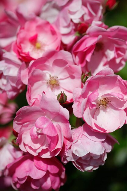 Foto close-up van een bij op roze bloemen