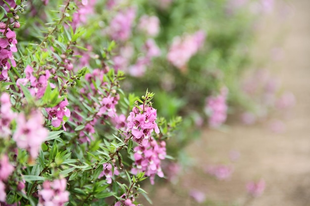 Close-up van een bij op roze bloemen