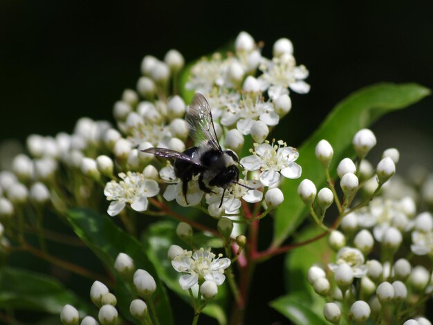 Close-up van een bij op witte bloemen