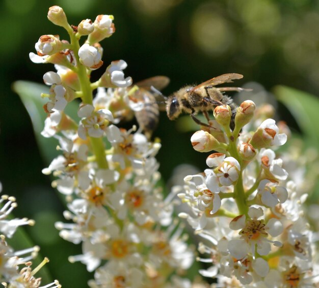 Foto close-up van een bij op witte bloemen