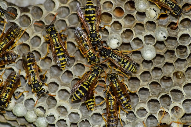 Foto close-up van een bij