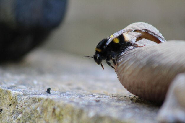 Foto close-up van een bij