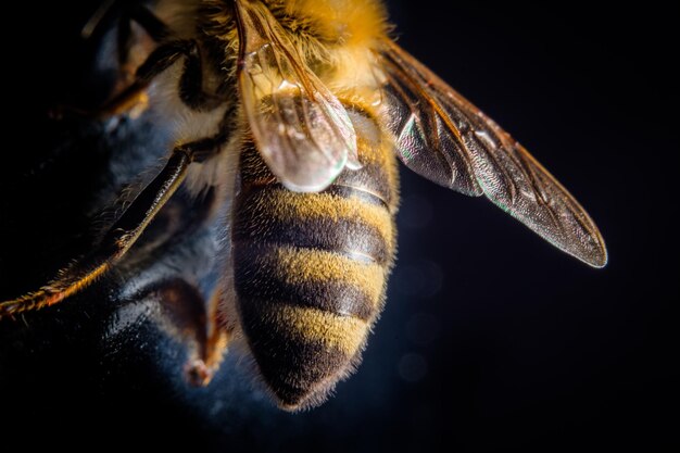 Foto close-up van een bij