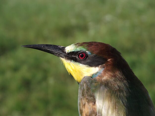 Foto close-up van een bijeneter tegen een grasveld