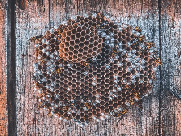 Foto close-up van een bijenkorf op hout