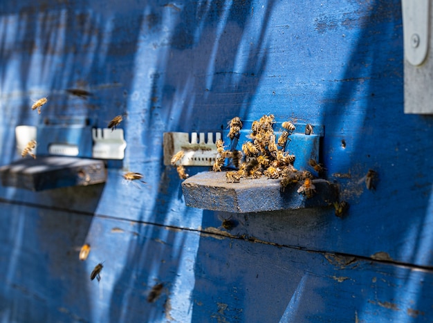 Close-up van een bijenzwerm op een houten bijenkorf in een bijenstal.