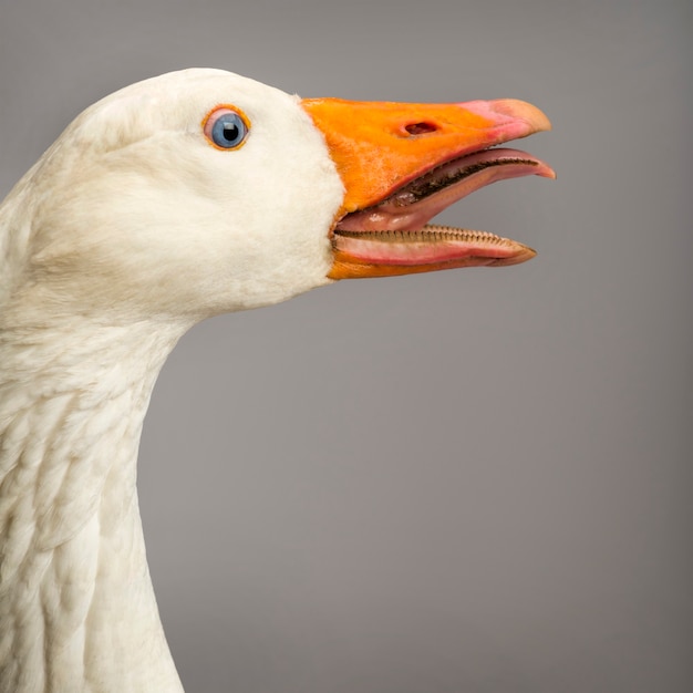 Close-up van een binnenlandse gans, Anser anser domesticus, kakelend tegen een grijze achtergrond