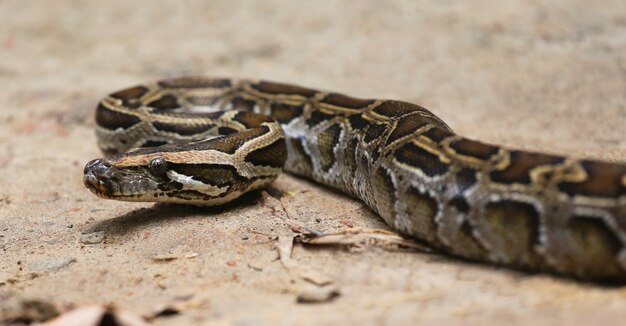 Close up van een birmese python op de grond