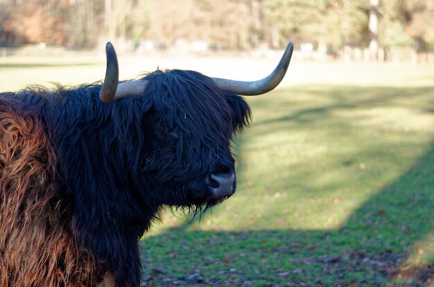 Foto close-up van een bizon op een weide