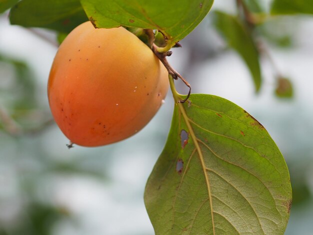 Close-up van een blad dat op een boom groeit