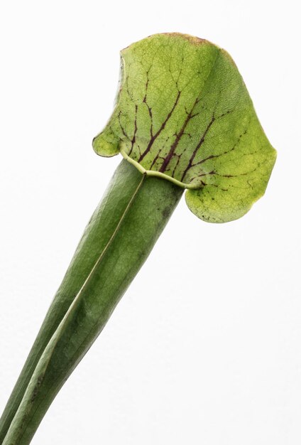 Close-up van een blad op een witte achtergrond