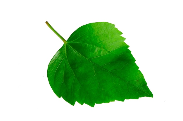 Close-up van een blad tegen een witte achtergrond