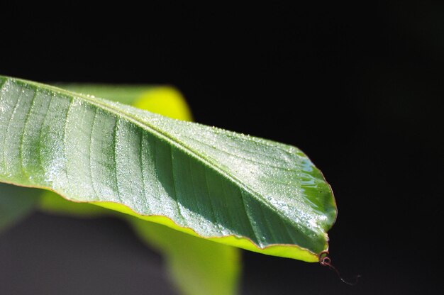 Close-up van een blad tegen een zwarte achtergrond