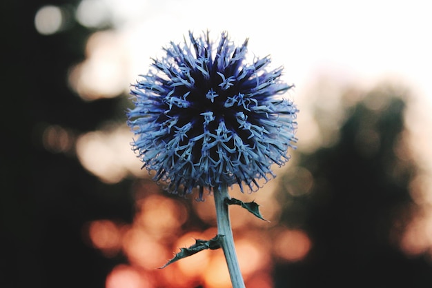 Foto close-up van een blauwe bloem tegen de lucht