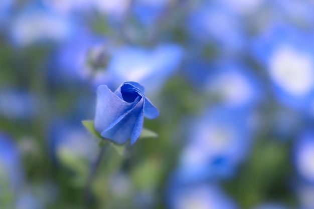 Foto close-up van een blauwe bloem