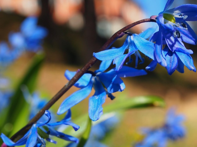 Foto close-up van een blauwe bloem