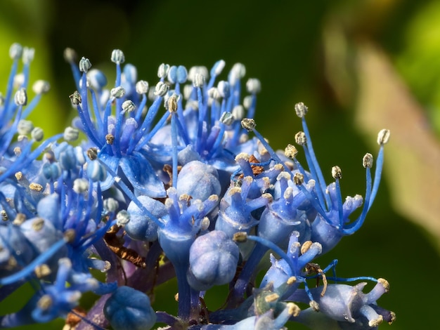 Close-up van een blauwe hortensia