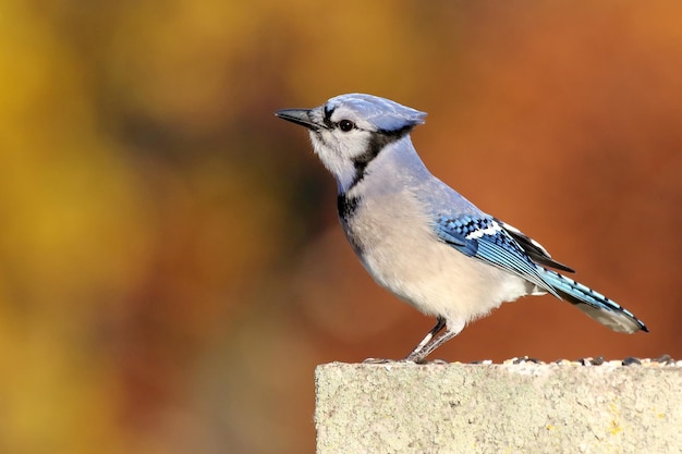 Close-up van een blauwe jay die op een rots zit