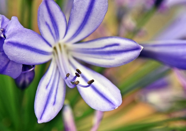 Close up van een blauwe lelie van de Nijl bloesem