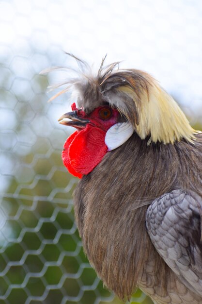 Foto close-up van een blauwe rooster met een witte kruin