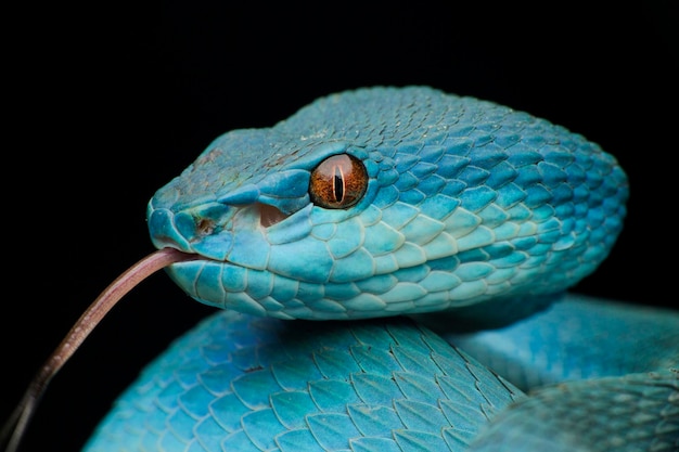 Close-up van een blauwe slang tegen een zwarte achtergrond