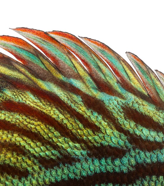 Close-up van een blauwe slangenhuid discus' rugvin, Symphysodon aequifasciatus, geïsoleerd op wit