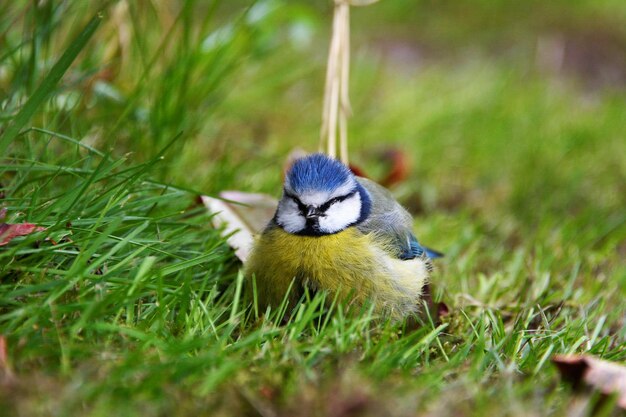 Foto close-up van een blauwe tietje op het gras