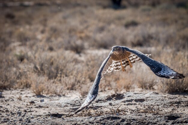 Close-up van een bleke zangende goshawk die vliegt