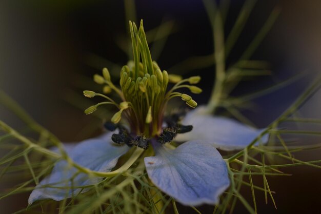 Foto close-up van een bloeiende bloem buiten