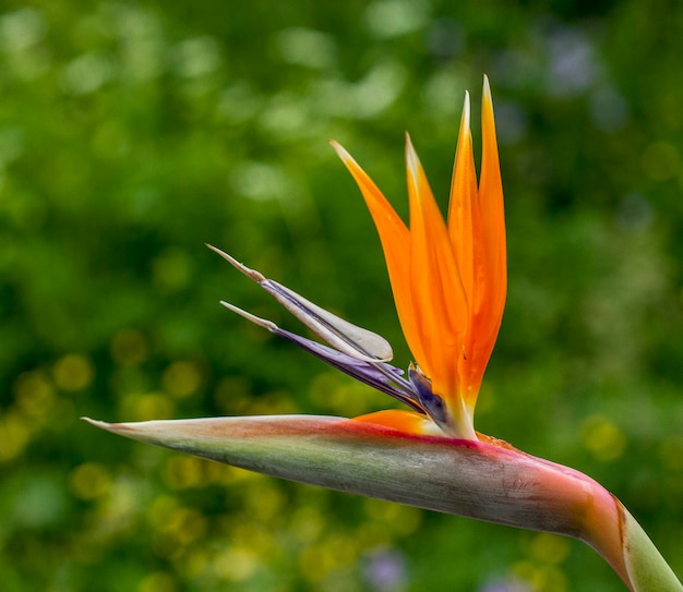 Foto close-up van een bloeiende bloem buiten