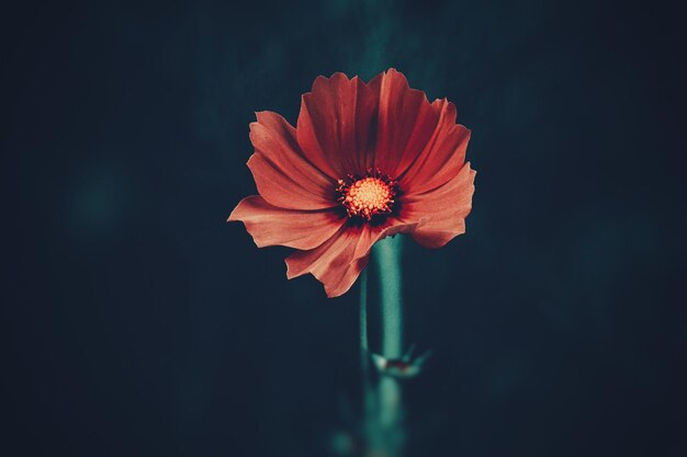 Foto close-up van een bloeiende bloem buiten