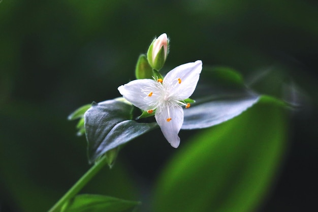 Close-up van een bloeiende bloem buiten
