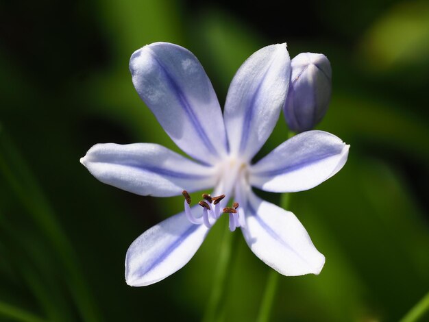 Foto close-up van een bloeiende bloem buiten