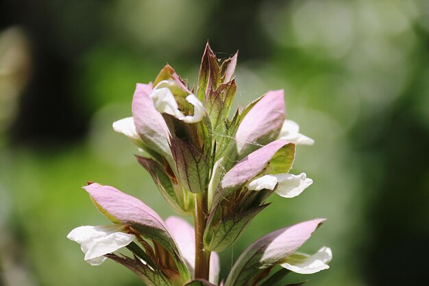 Foto close-up van een bloeiende bloem buiten