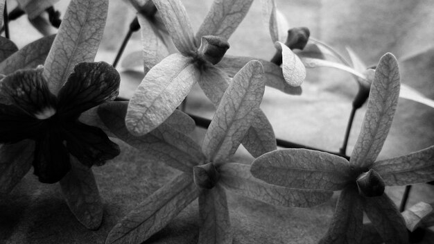 Foto close-up van een bloeiende bloem buiten