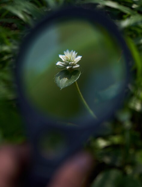 Foto close-up van een bloeiende bloem buiten