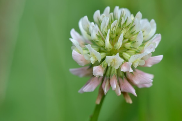 Foto close-up van een bloeiende bloem buiten