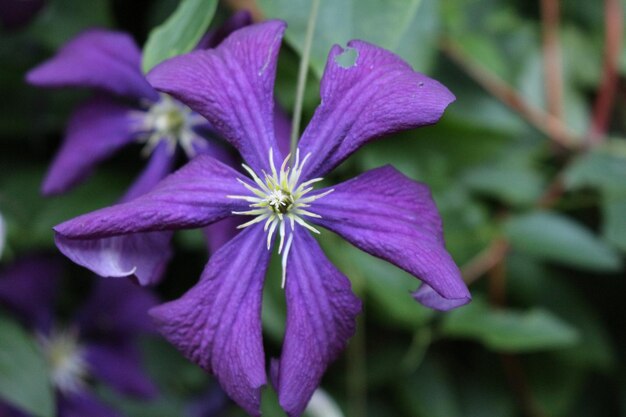 Foto close-up van een bloeiende bloem buiten