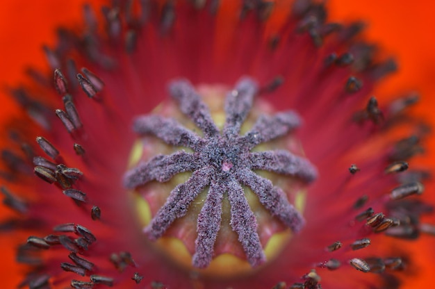 Foto close-up van een bloeiende bloem buiten