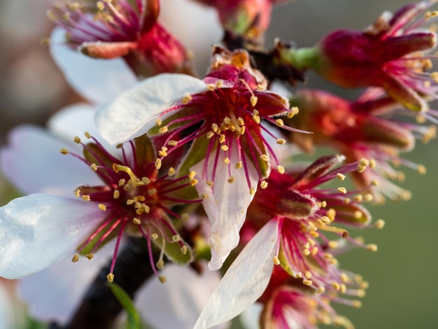 Close-up van een bloeiende bloem buitenshuis