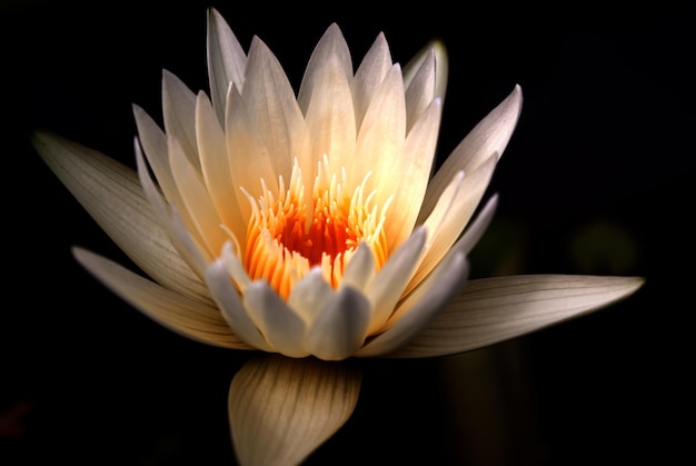 Close-up van een bloeiende bloem tegen een zwarte achtergrond