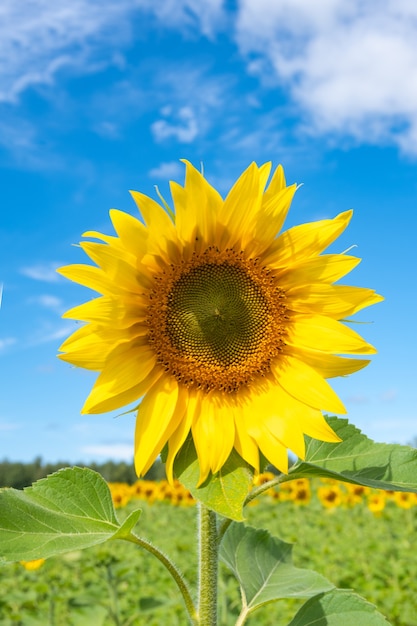 Close-up van een bloeiende gele zonnebloem op een veld met blauwe lucht met pluizige wolken.