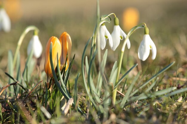 Foto close-up van een bloeiende krokus op het veld