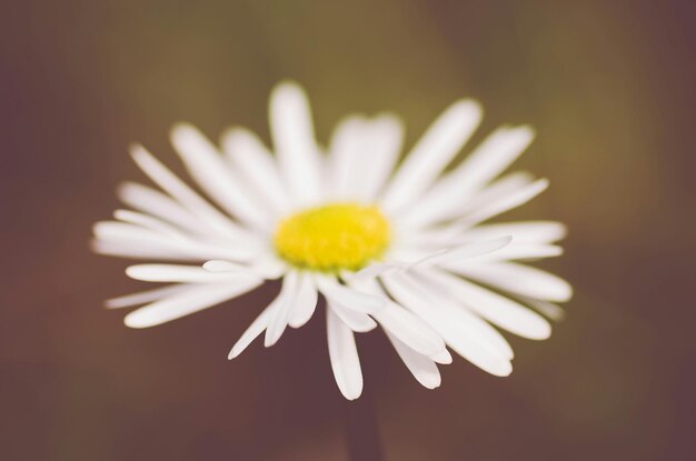 Foto close-up van een bloeiende madeliefje op het veld