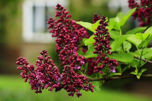 Foto close-up van een bloeiende plant die in de buitenlucht groeit