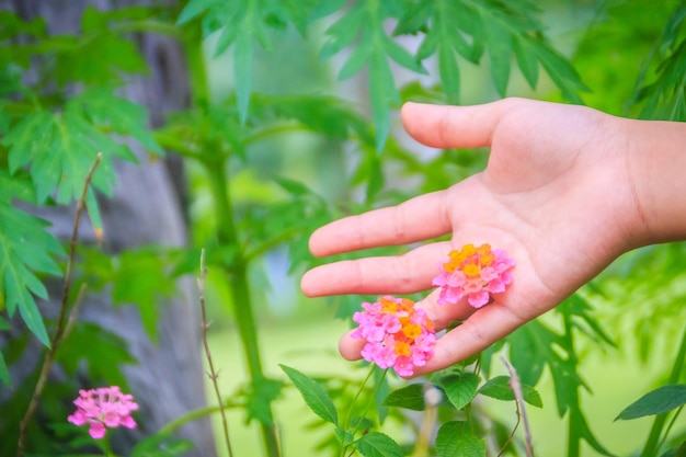 Foto close-up van een bloeiende plant die in de hand wordt gehouden
