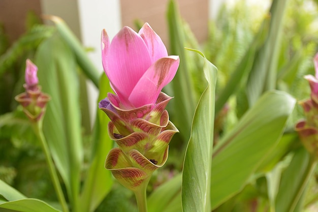 Close-up van een bloeiende plant die in de open lucht groeit