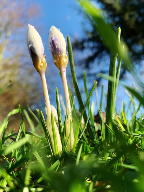 Foto close-up van een bloeiende plant die op het land groeit