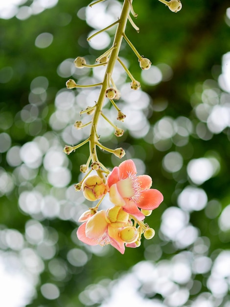 Foto close-up van een bloeiende plant die tegen bomen groeit